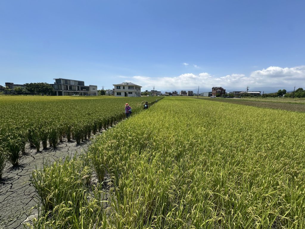 七月結穗的青天米稻田，田間留有走道